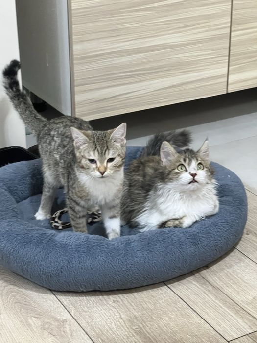 Отдам котят в добрые  руки