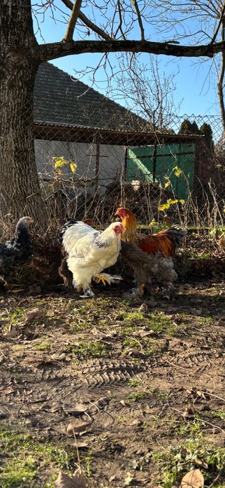 vand cocosi brahma 2025