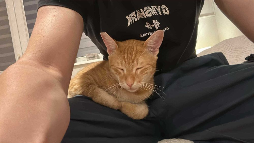 Коте Лъчко отново търси дом