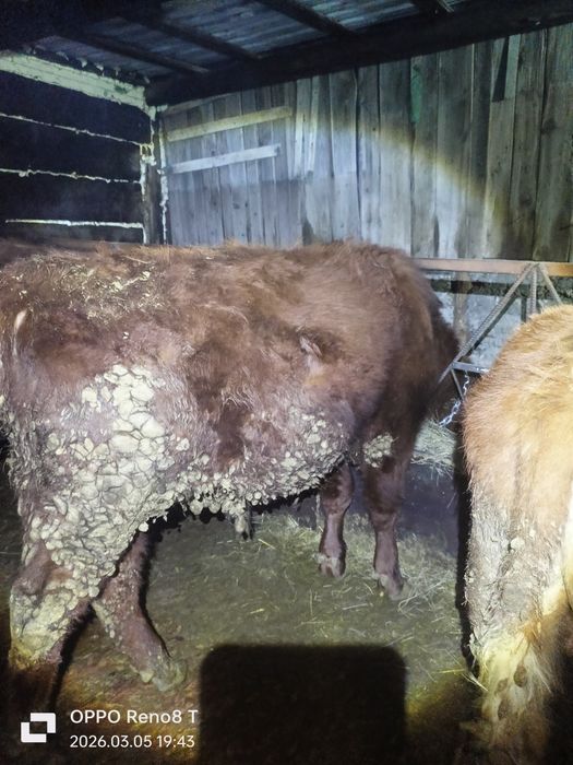 Продаю Быков и тёлок