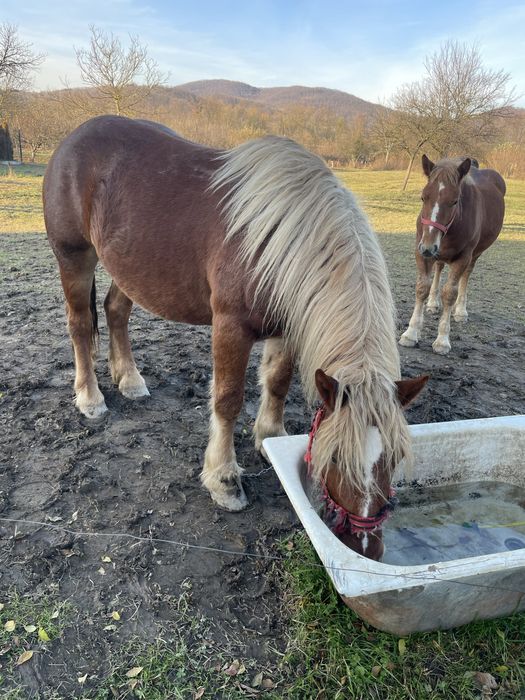 Vand 2 iepe si un manz