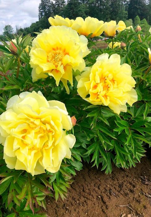 Продам пионы сортовые