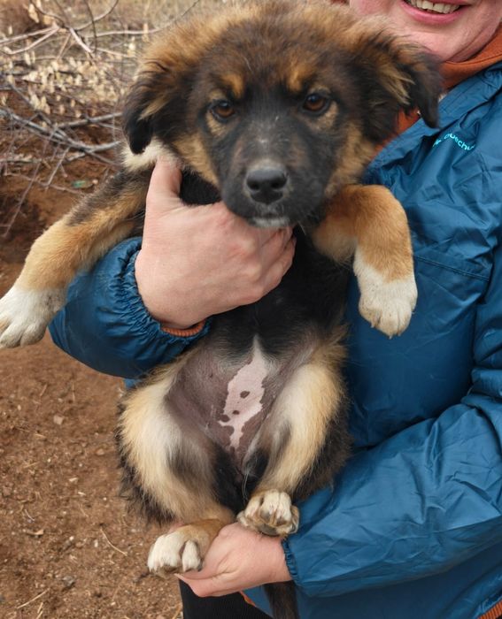 Щенки в хорошие руки