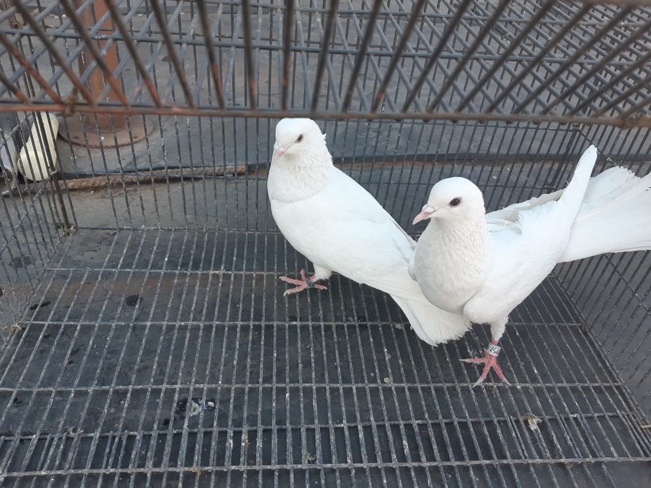 Продаю голубей от 2000