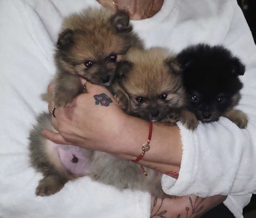 Померанчета, пухави топки