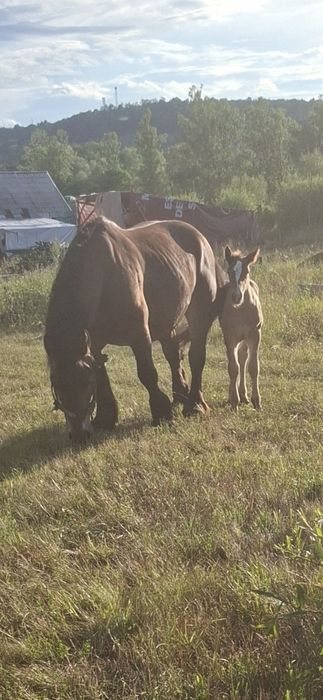 De vânzare iapă de 7 ani cu mânzucă de 11 zile