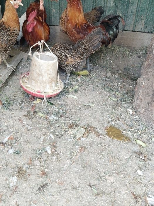 Продам молодых курей прошлогодний выводок.