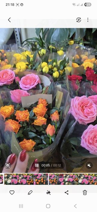 Роза в горшке. Комнатная роза.