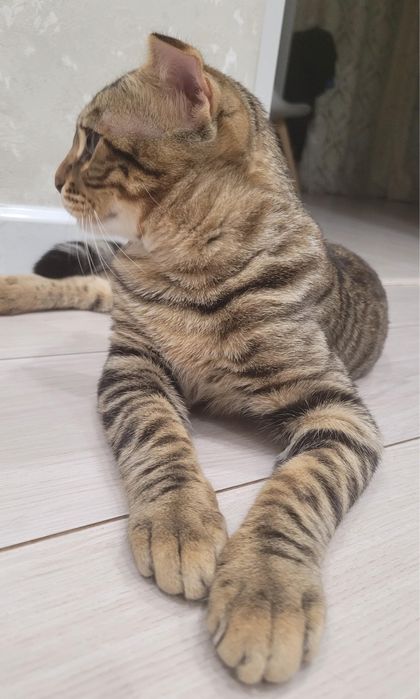 Продам котенка породистый