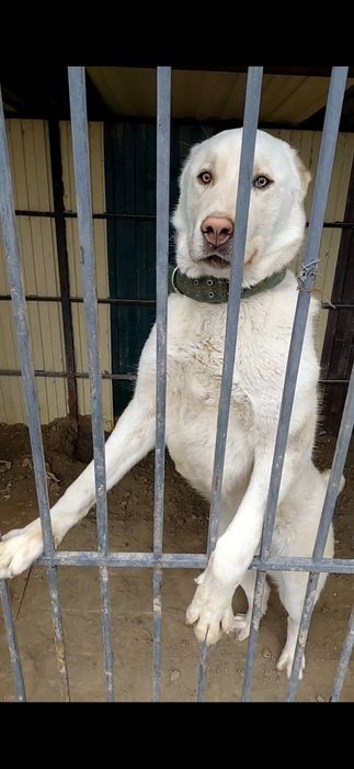 Алабай 9 месяцев