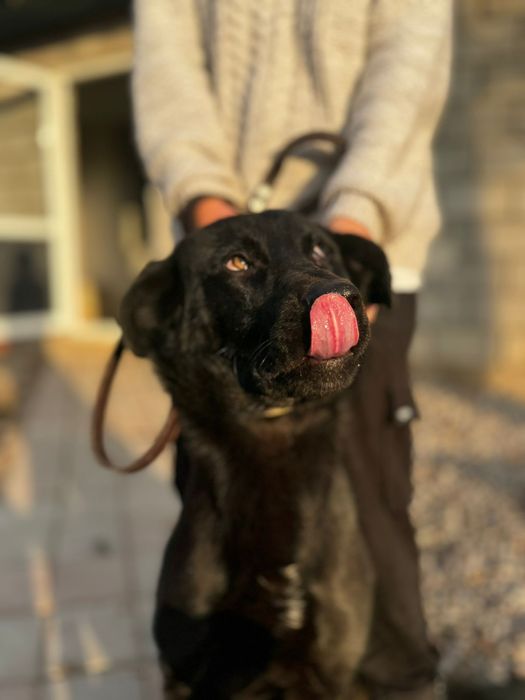Красивый клёвый черный пес