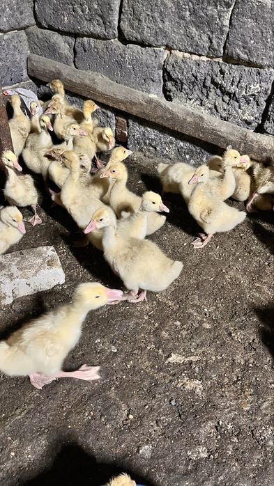 Продажа месячных гусят линда