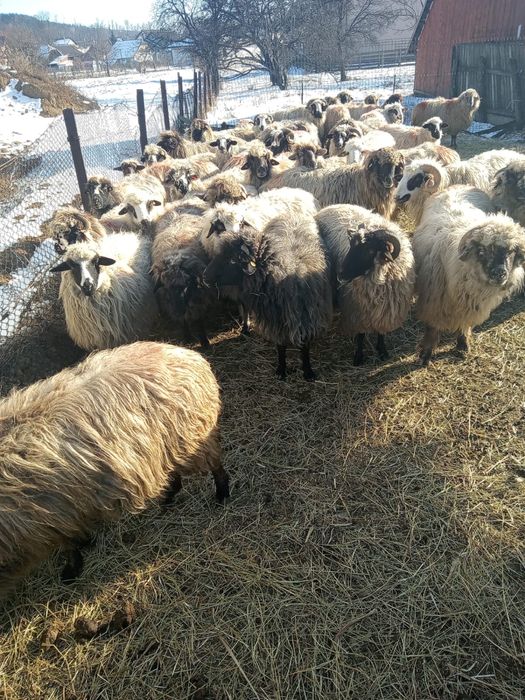 Oi de vanzare / suceava