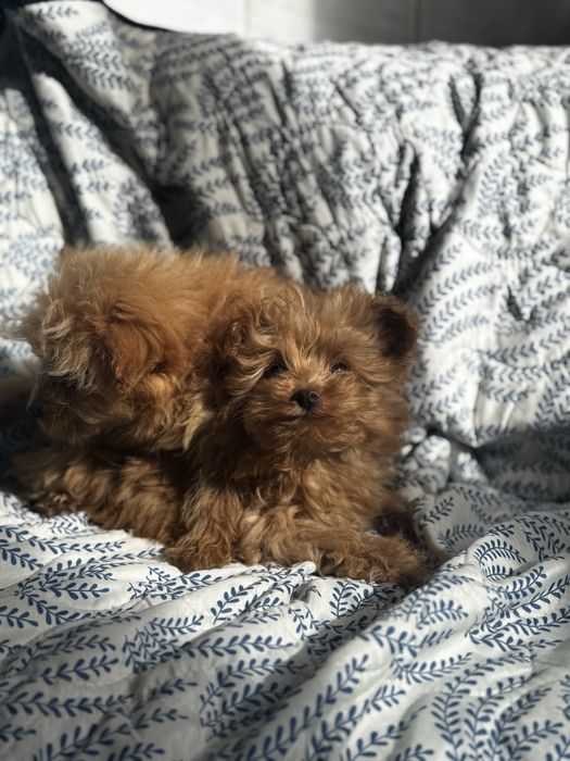 Помапу / Pomapoo