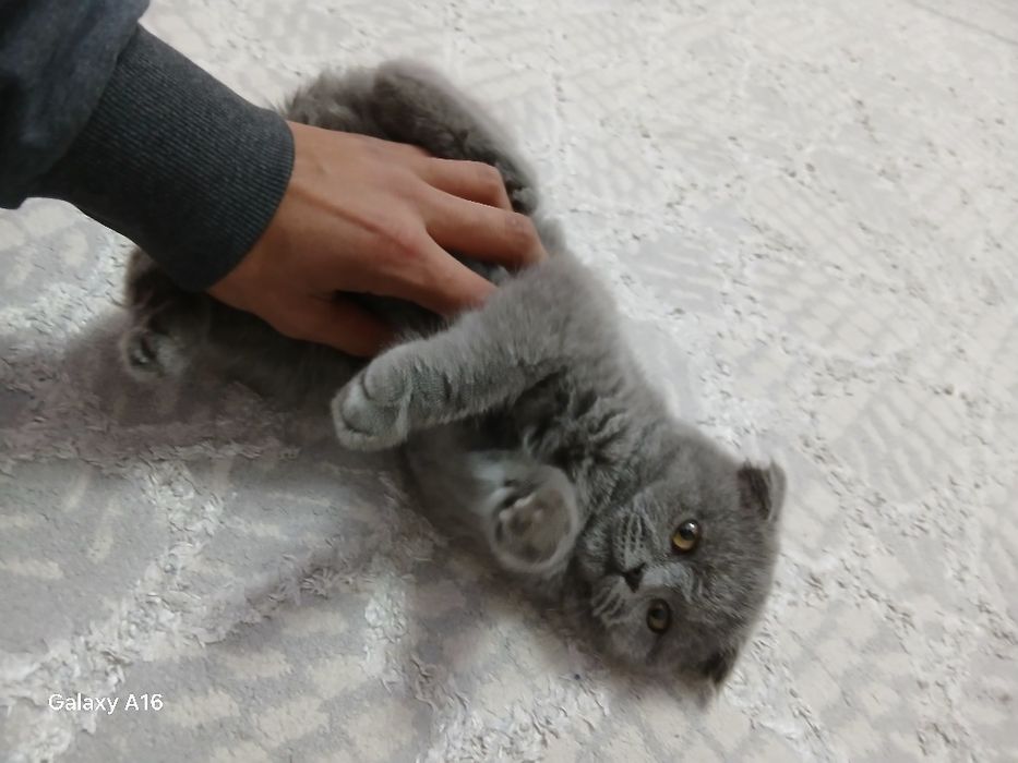 Mushuk. Shatlandiskiy shifold