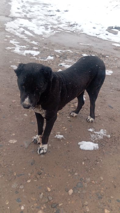 Төбет ұрғашы 4 жасар