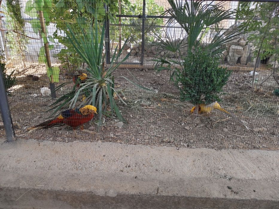 Zalatoy fazan tilarang fazan qirgʻovul