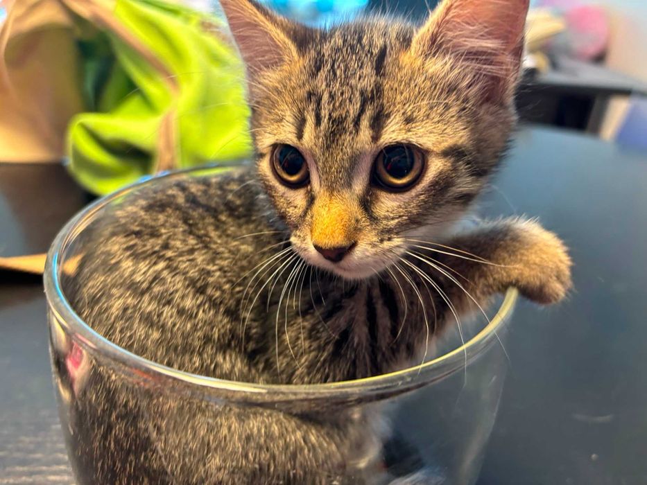 Adoptie 3 pisoi dragalasi de max 2 luni, testati, deparazitati intern si extern, 2 baietei si o fetita.