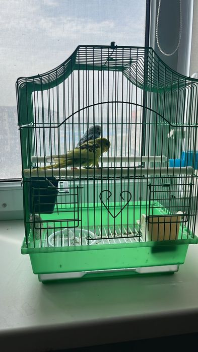 Попугай сатылады