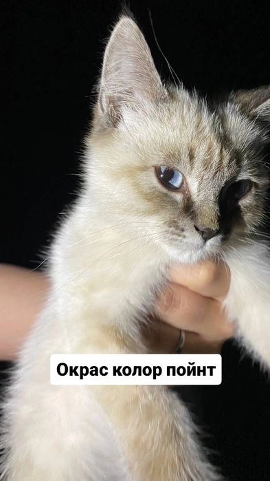 Котенок породистый