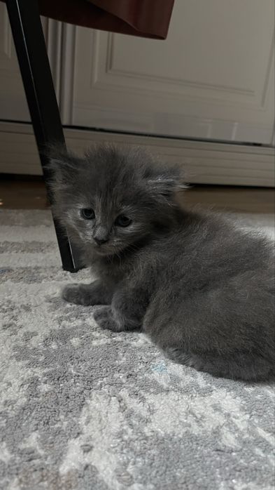 Продам котенка девочку