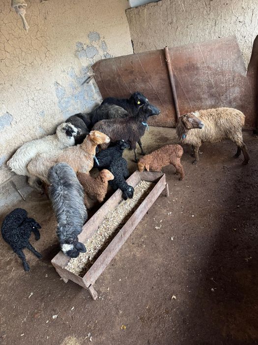 8 қозлы қой сатылады