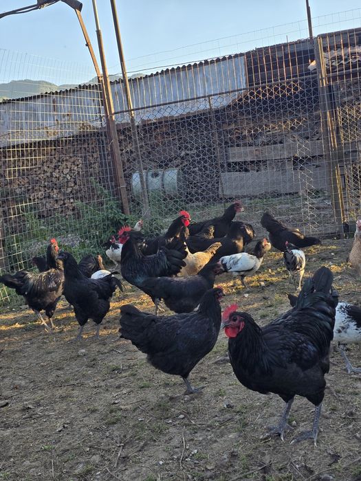 cocosi Australorp,Levenker si bibilici