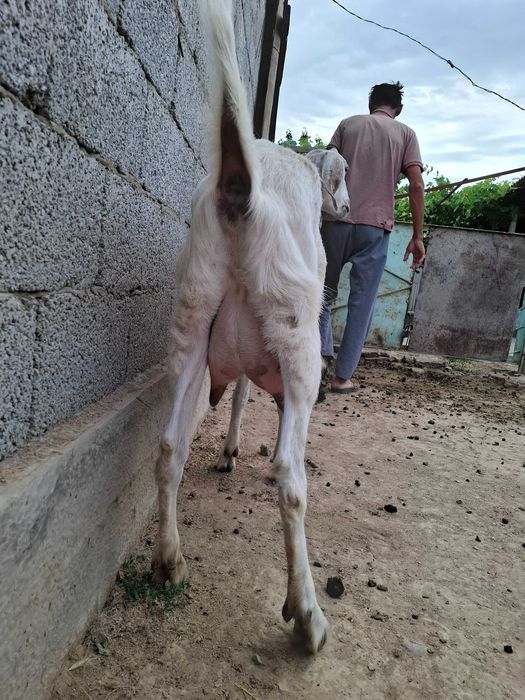 Ешкі парода нупь