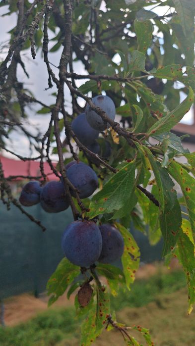 Vând prune pt țuica diferite soiuri