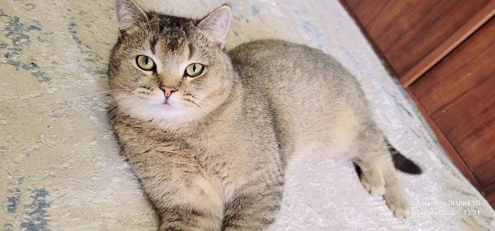 Britianskiy shinshilla