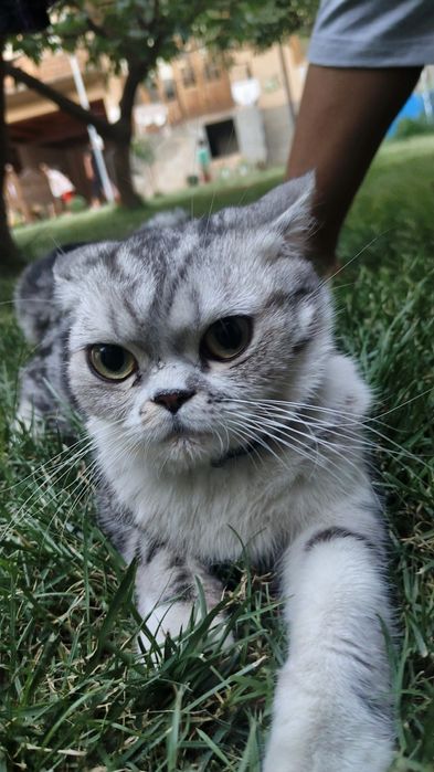 Mushuk sotiladi paxmoqqina