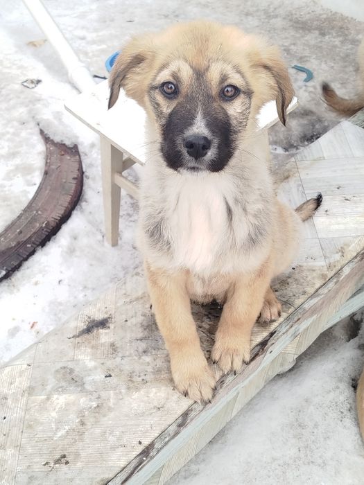 Отдам щенят сосновый бор