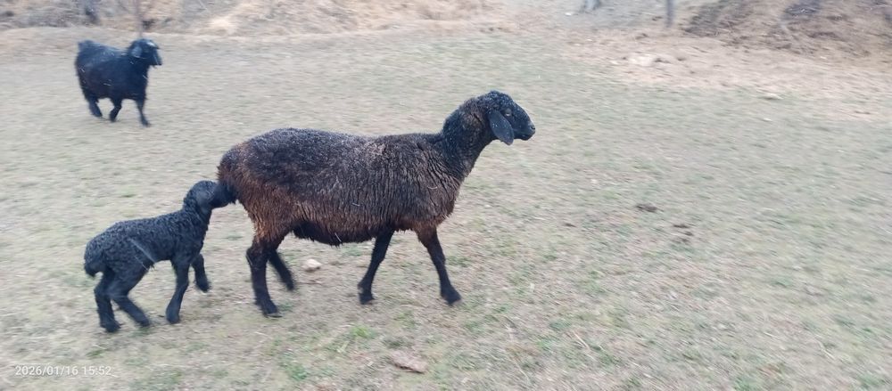 Ona bola qõy 3 qorin tuğishi barasi erkak