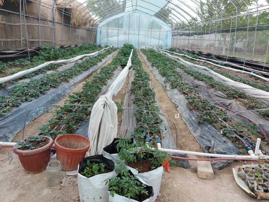 Parnik.Teplitsa. Issiqhona Qarey4iski 2 sotik atsenkovka zavodskoy