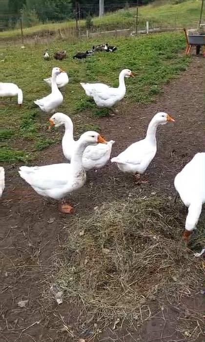 Vând sau schimb gâște