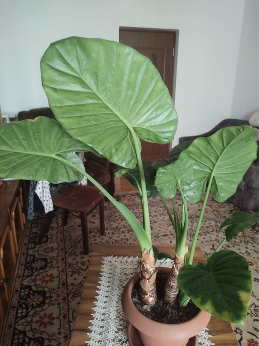 Flori de apartament, Dracena, colocasia, curmal
