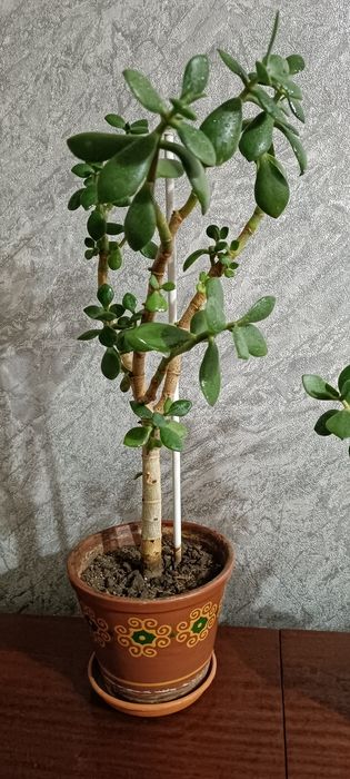 Продам денежное дерево