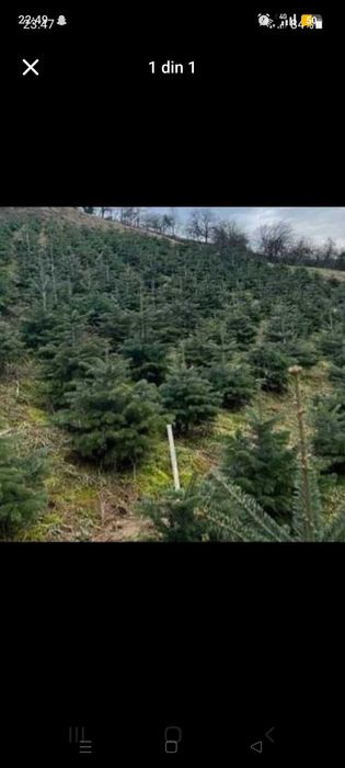 Vând puieții tratați și comestibil