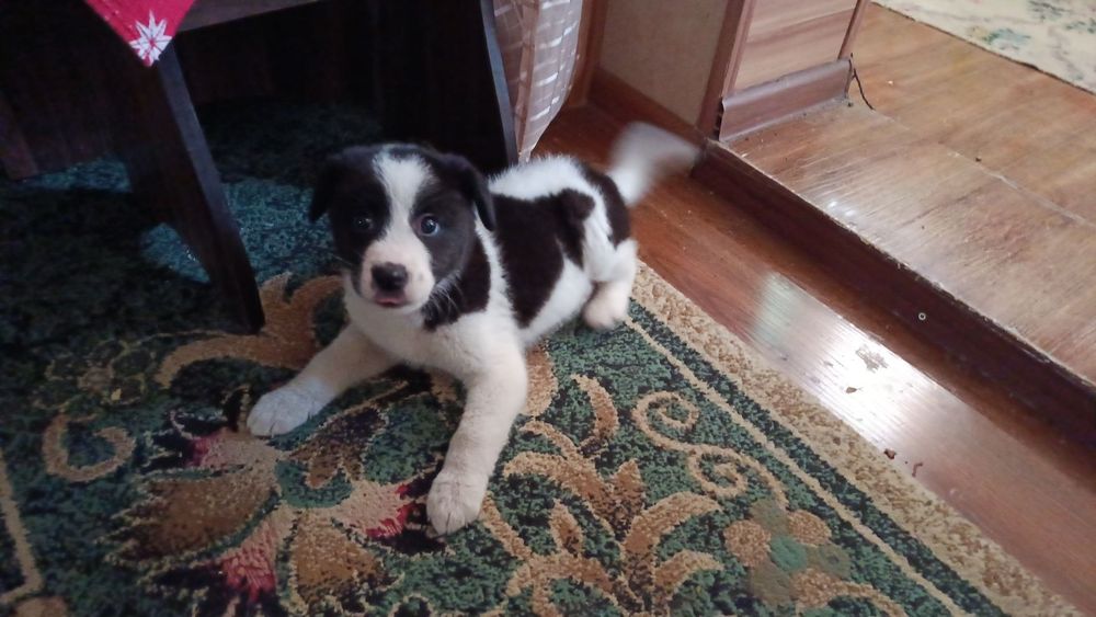 Щенок- девочка , 3 месяца