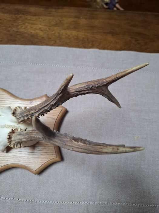 Trofeu caprior cu panoplie!