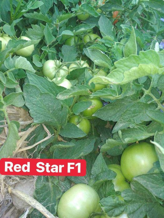 Yoqimli Latina bilan porno anal