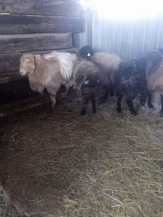 Қой сатылады күилері жаман емес