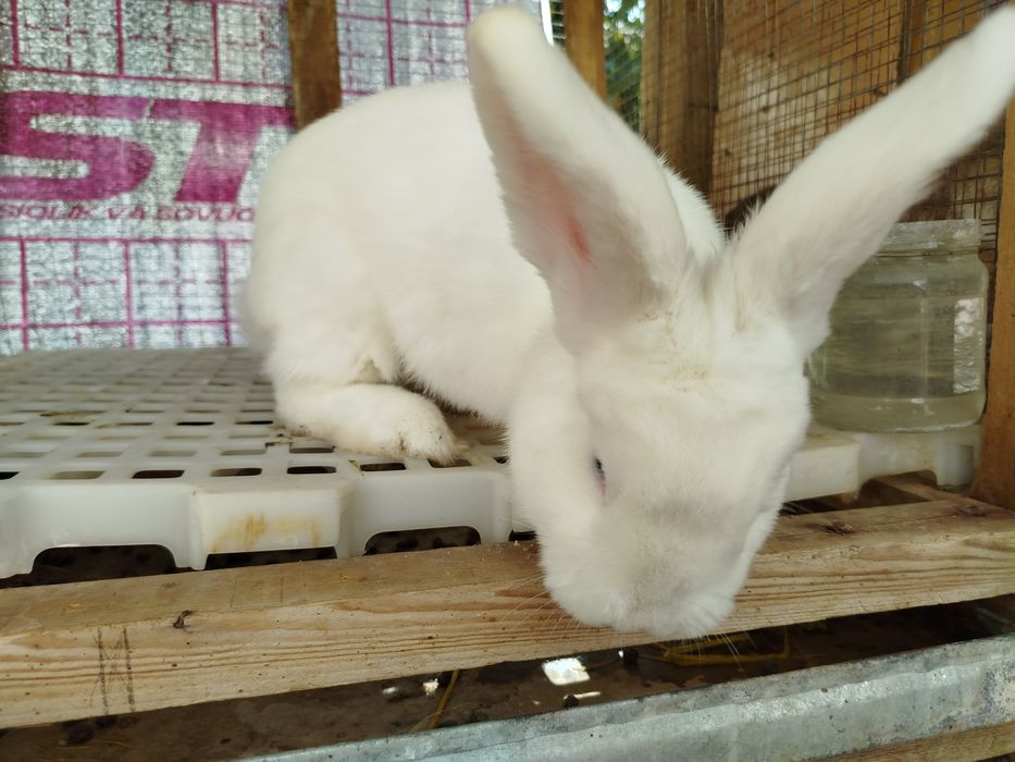 Венские Белые Кролики Продается!!!