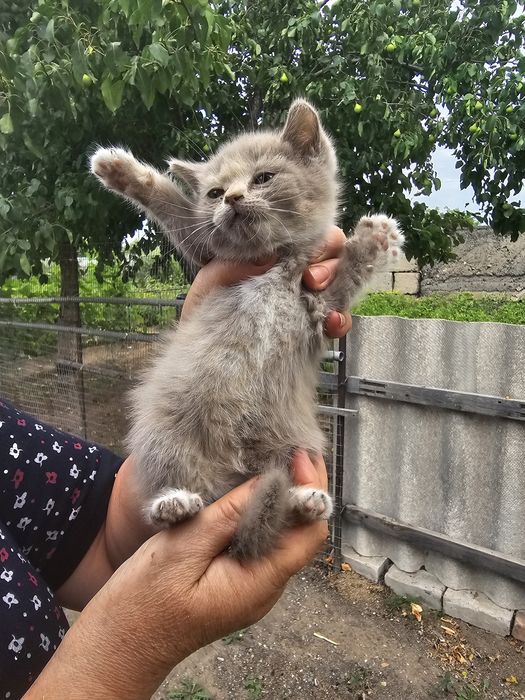 Отдам котят красивые