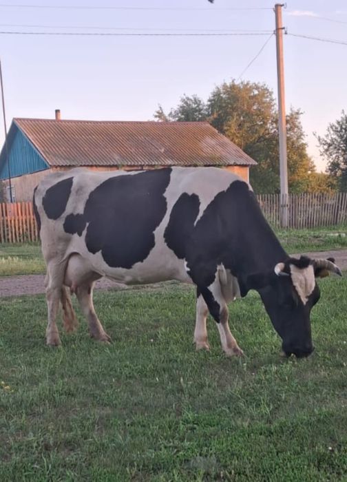 Продам корову...
