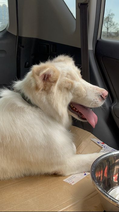 Отдам в добрые руки