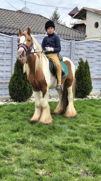 Disponibili cai si ponei pt hipoterapie echitatie si turism ecvestru