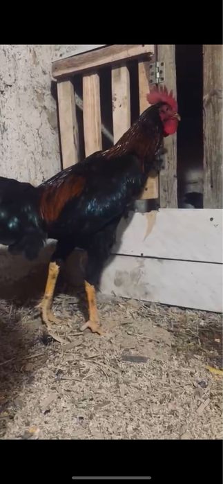 Чолпан сатлады Арыс қаласында