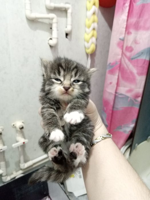 мушукчалар 1 ярим ойлик хадияга берилади сергили янги хаёт район