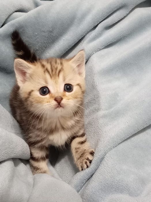 Котята 1.5 айлык